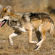 The Mexican Grey Wolf is one of over a hundred endangered species that would be at risk from an impassable border wall between the US and Mexico. (Image: Wikimedia)
